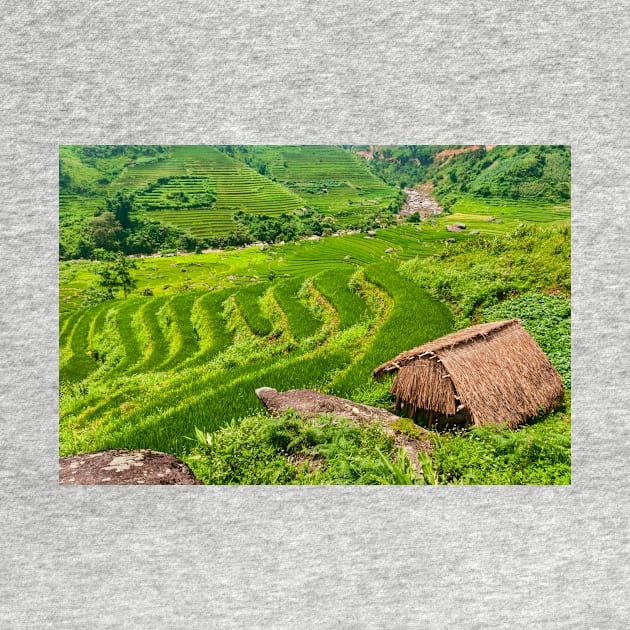 Rice Terraces. by bulljup